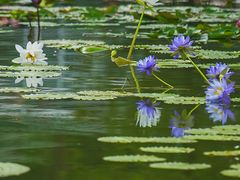-国家植物园南园