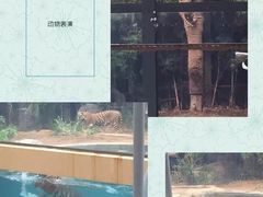 -清迈夜间动物园