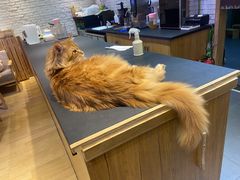 -藏猫猫咖啡主题馆(中央大道店)