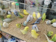 -花鸟鱼虫鲜花绿植市场(玉泉路店)