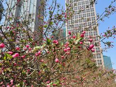 -陆家嘴中心绿地