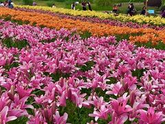 -径山花海