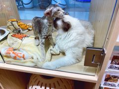 -屋虎猫馆(宝安大仟里店)