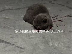 -瑞鹏宠物医院·宠保定点·心脏科·内科(御桥分院)