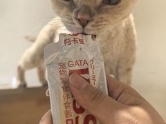 -藏猫猫咖啡主题馆(中央大道店)