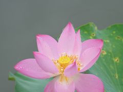 -白洋淀风景区