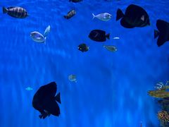 -上海海昌海洋公园
