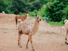 -杭州野生动物世界