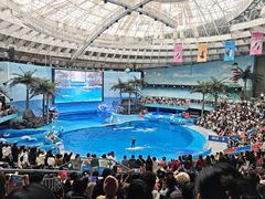 -海合安成都极地海洋公园