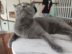 -Catmate·猫肥家润(金润铂宫店)