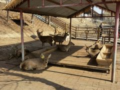 -北京鹿世界主题园