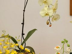 -上海鲜花港