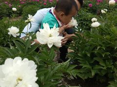 -扬州芍药园(仪征市)