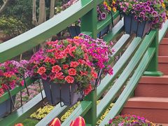 -上海鲜花港