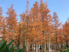 -白鹭湾湿地公园