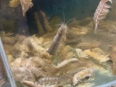 -鑫渔港海鲜本地菜·山海关浑锅(东戴河店)