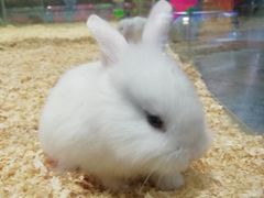 -龟与熊猫宠物公园(南坪店)