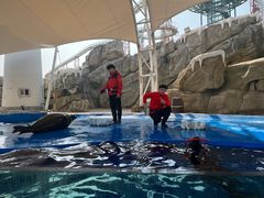 -芜湖新华联大白鲸海洋公园