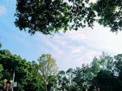 -银湖山郊野公园-相思林