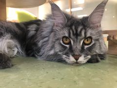 -猫和宫(六道口店)