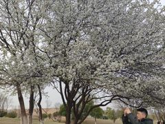 -盘龙城国家考古遗址公园