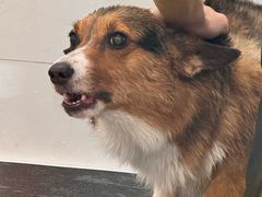 -comecome来吧宠物(奥克斯中心店)