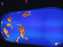 -合肥海洋世界