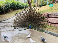 -紫马岭公园