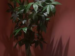-泰融玺·泰式按摩SPA(包河万达店)