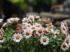 -Golden Lily河内巴黎法越料理餐厅(建国西路店)