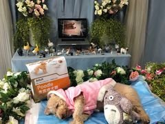 -彩虹桥宠物火化殡葬善终服务(金乐大厦店)