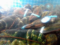 -望海潮海鲜店 特色家常菜(在海一方店)