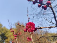 -无锡梅园公园
