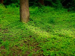 -上海共青森林公园