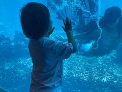 -海棠湾洲际-涛·海底餐厅·美人鱼·自助餐·海底隧道