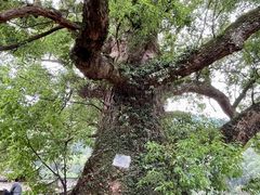 -杨家堂村