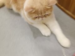-飞行喵MR PILOT|猫舍·猫咖(静安大融城店)