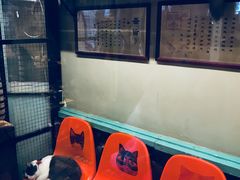-猫咪博物馆(顶澳仔猫街店)