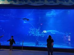 -烟台海昌鲸鲨海洋公园