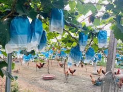 -马陆小张葡萄园农家乐