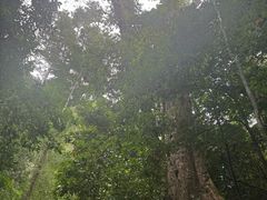 -西双版纳原始森林公园