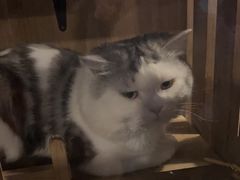 -Mr.Fox狐狸先生超级密室(南山店)