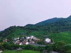 -龙井村