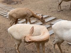 -北京麋鹿生态实验中心
