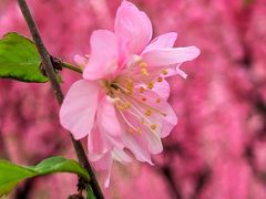 -海棠花溪(元大都城垣遗址公园)