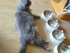 -猫咖时代(中山亭店)