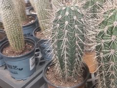 -鹿岛会员店 (龙湖三千集天街店)