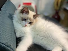 -猫十亿·布偶金渐层·曼基康矮脚猫舍(青年路店)