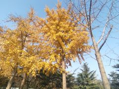 -大兴滨河森林公园