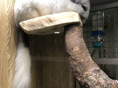 -藦茜花园宠物主题亲子互动体验馆(国顺东路店)